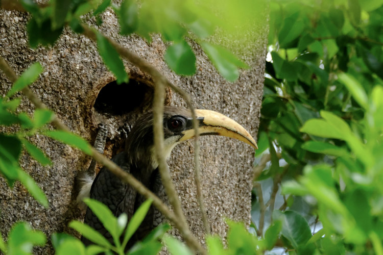 Sri Lanka leopard safari - bird